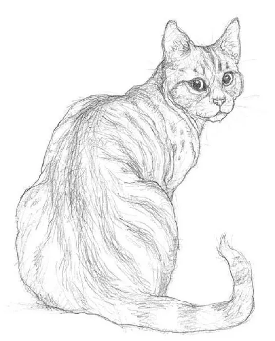 cat drawing images