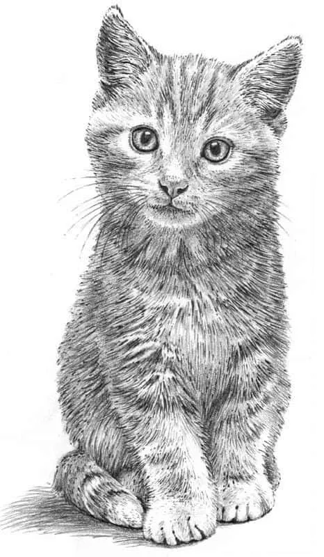 cat drawing images