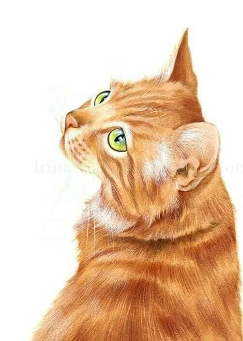 cat drawing images