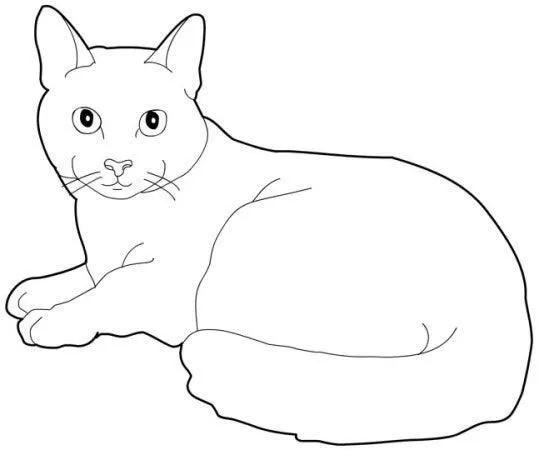 cat pictures to draw