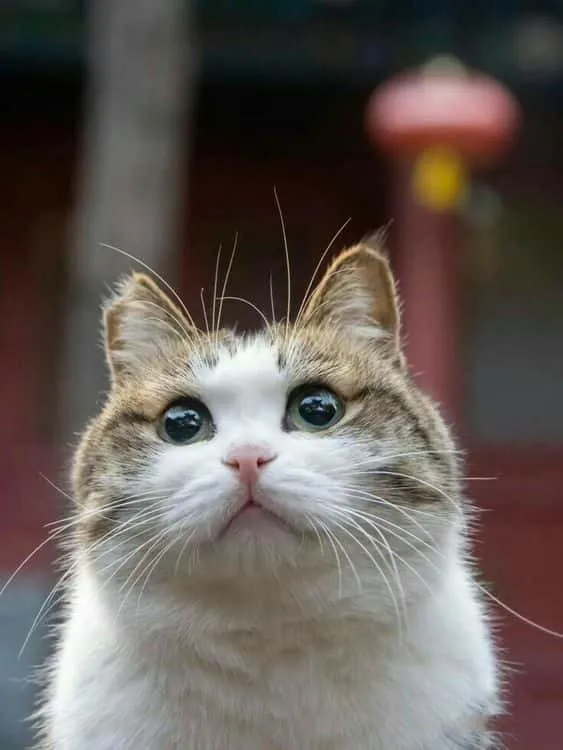 cat profile picture