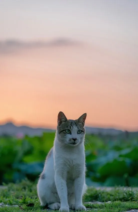 cat profile picture