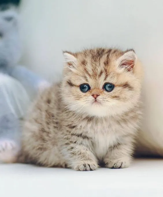 cute cat dp