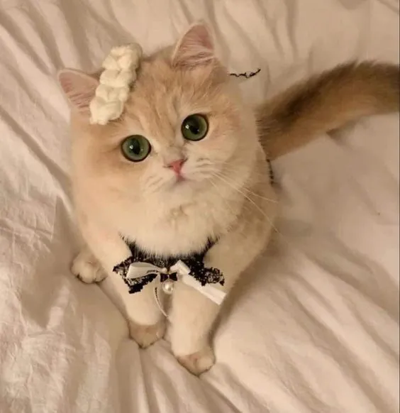 cute cat dp