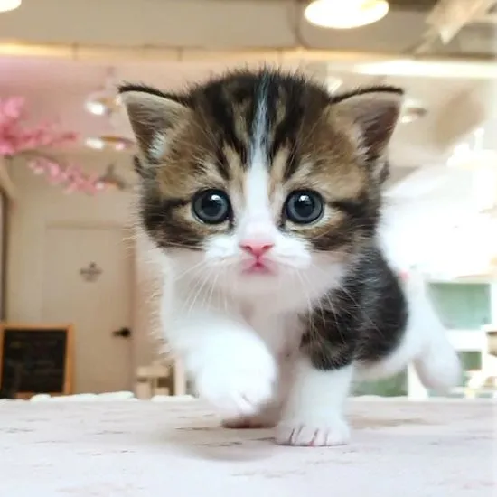 cute cat dp