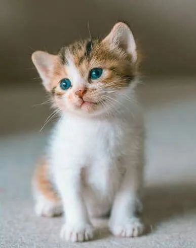 cute cat dp