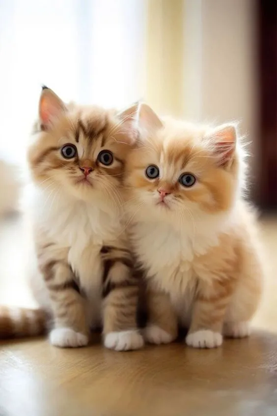 cute cat pictures