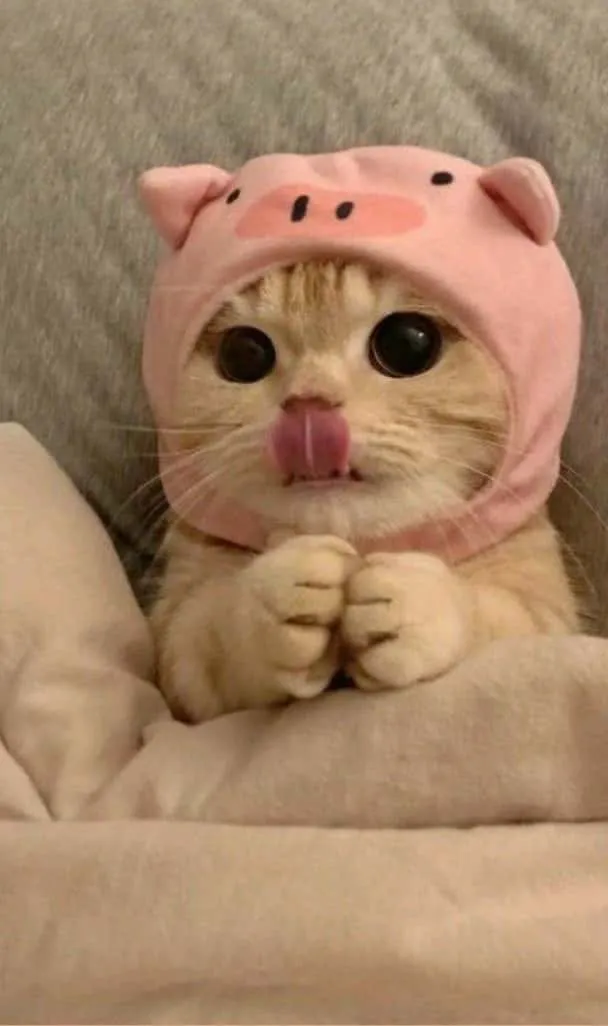 funny cat dp