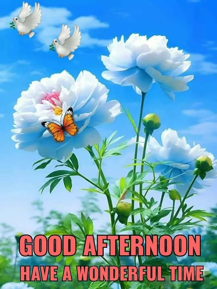 good afternoon wishes