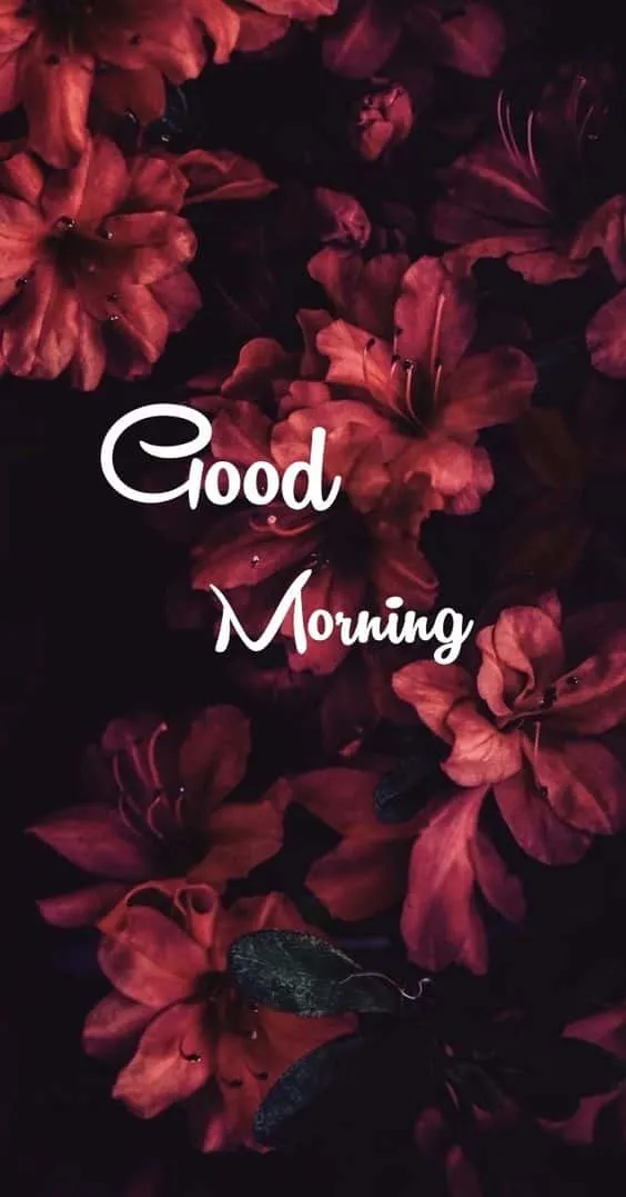 beautiful good morning images hd