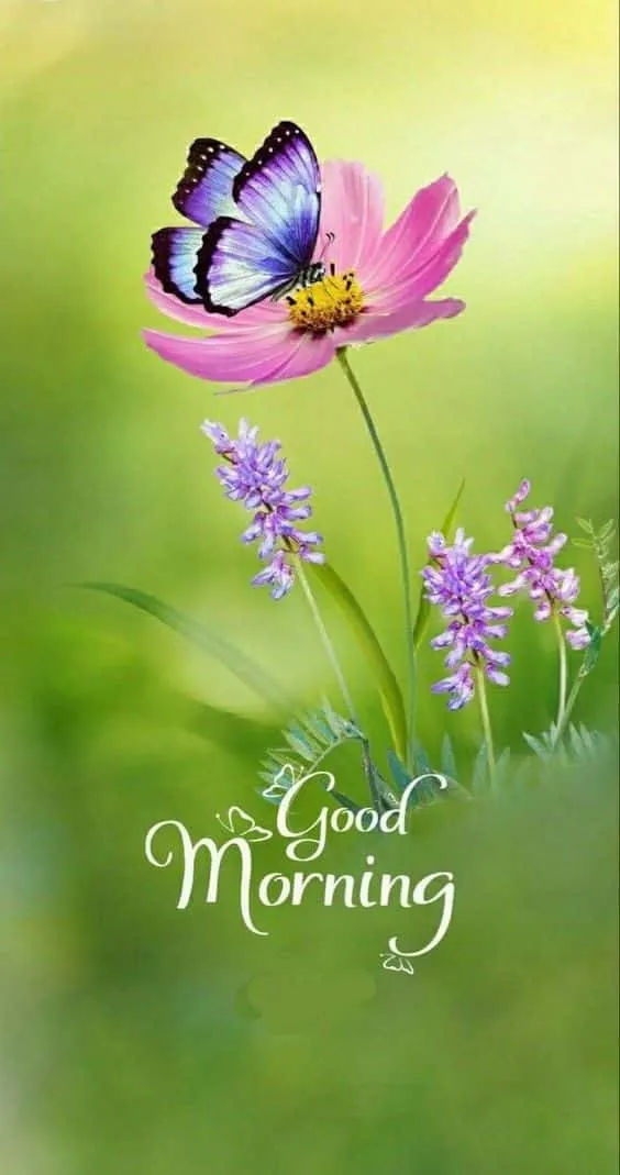 beautiful good morning pictures