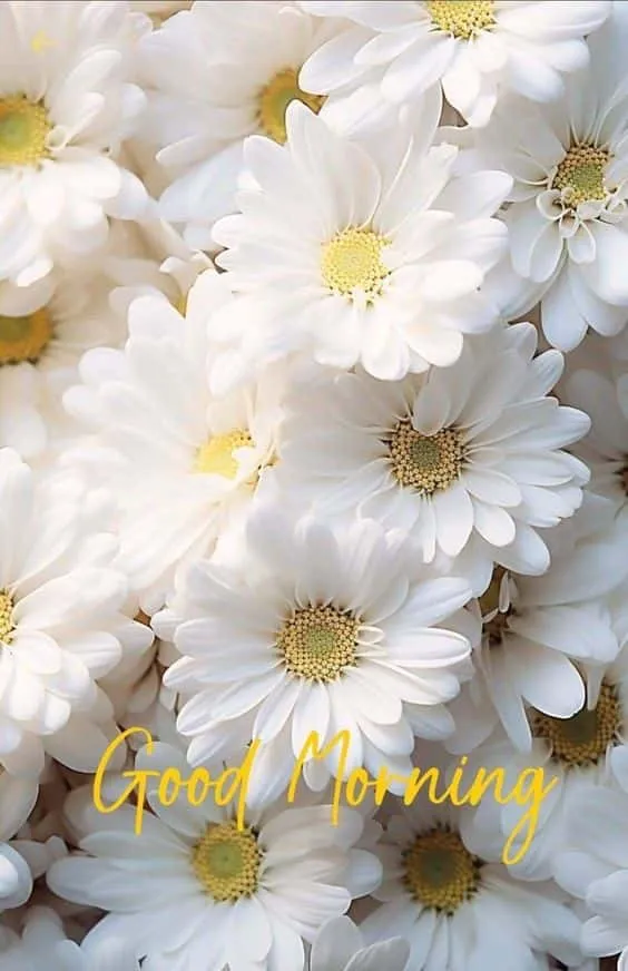 beautiful good morning wishes