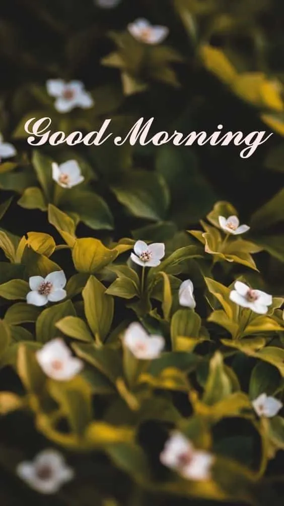 new beautiful good morning images