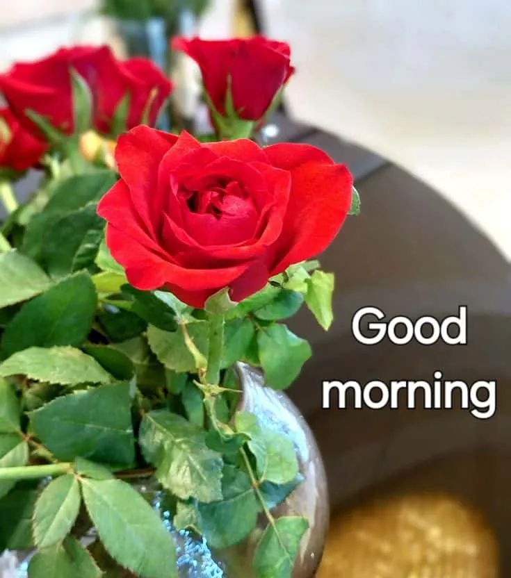 flower rose good morning image