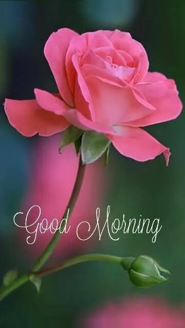 good morning beautiful flowers images