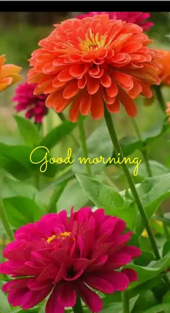 good morning flower pic