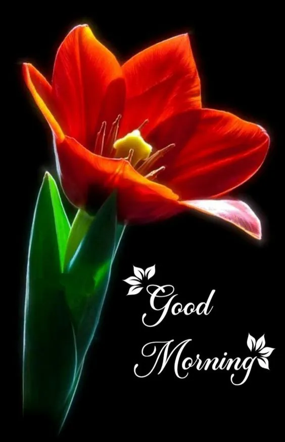 good morning flowers