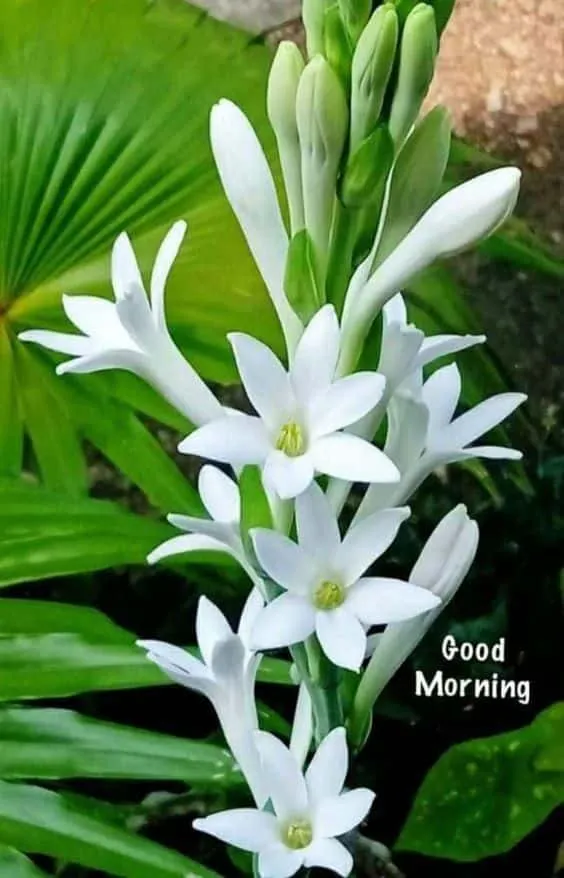 good morning flowers photo