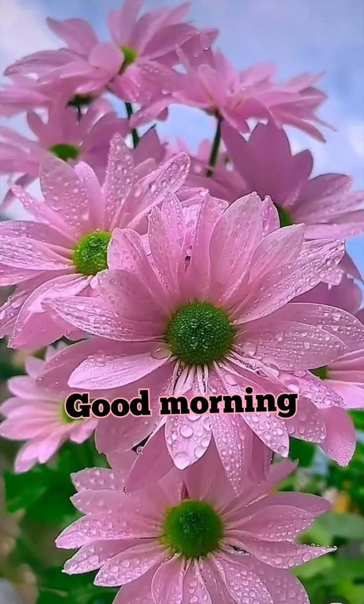 good morning images with beautiful flowers