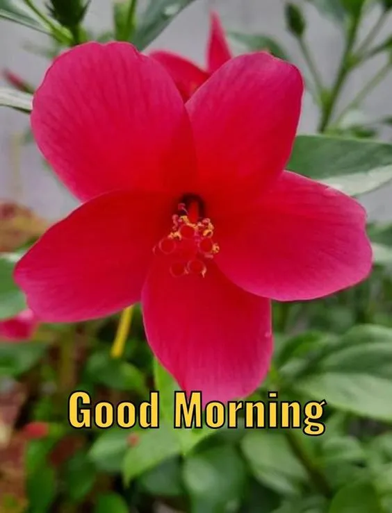 good morning images with flowers