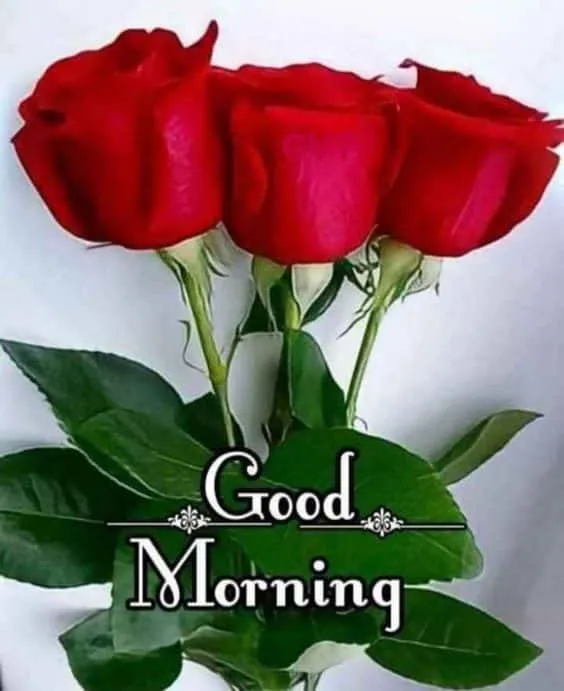 good morning rose flower