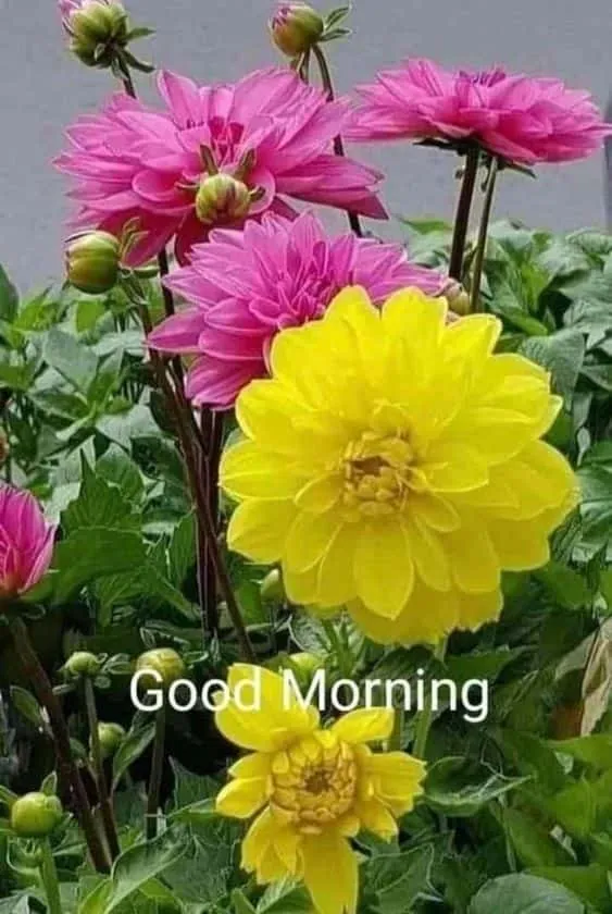 good morning wishes with flowers