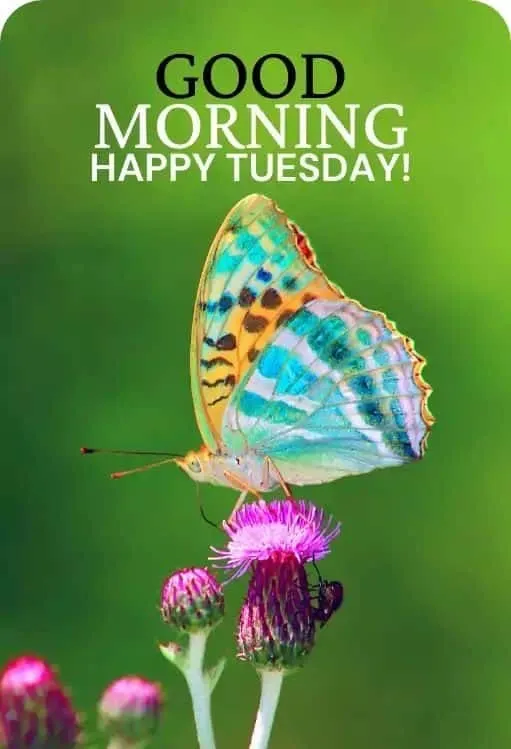 tuesday good morning wishes