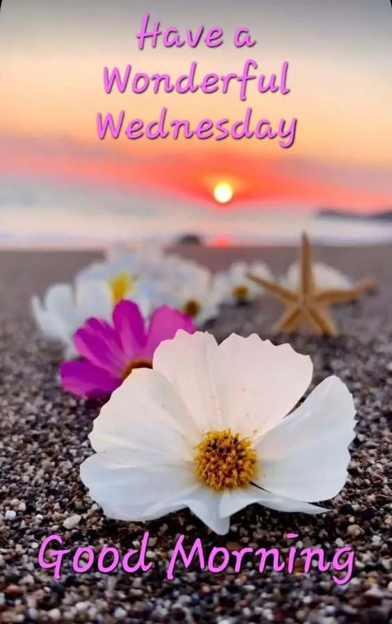 good morning happy wednesday images