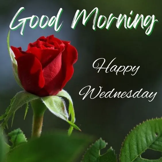 happy wednesday good morning images