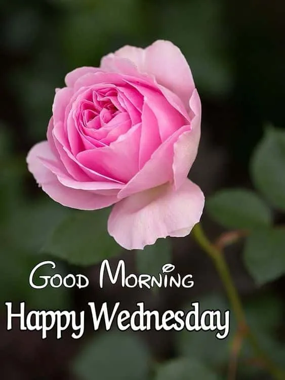 wednesday good morning wishes