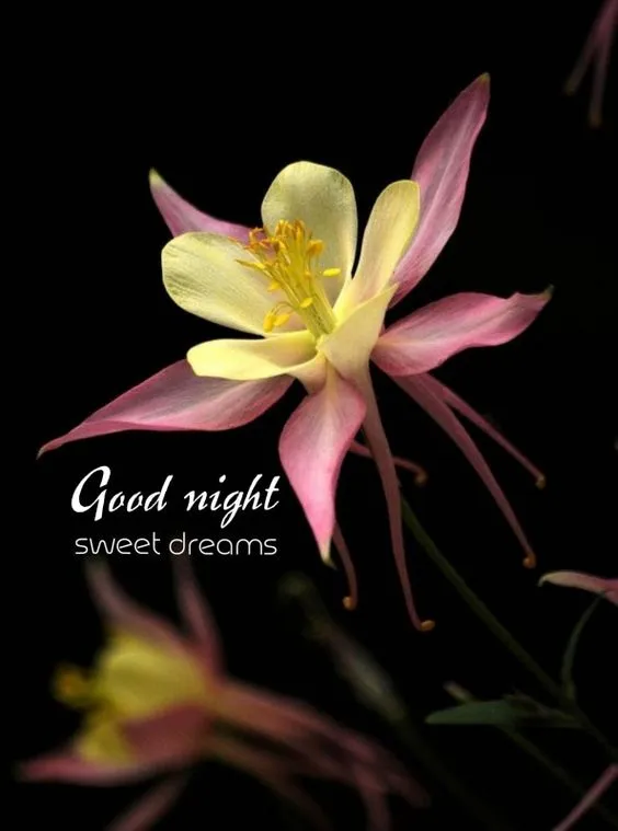 good night sweet dreams images