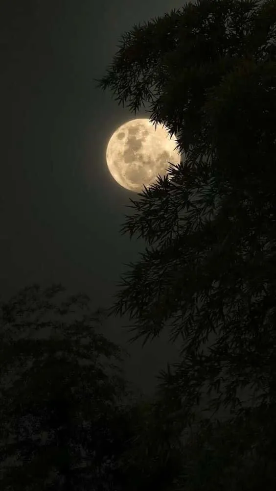 night moon pic